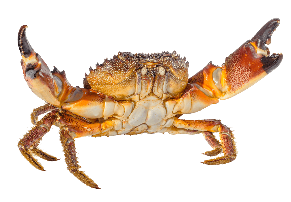 Stone Crab